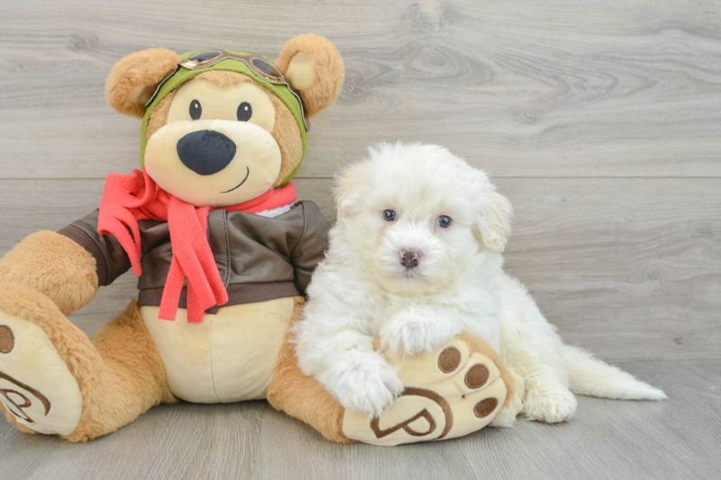 Meet Smith - our Mini Pomskydoodle Puppy Photo 3/3 - Lone Star Pups