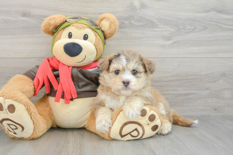 Meet Sully - our Mini Pomskydoodle Puppy Photo 3/3 - Lone Star Pups