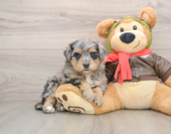 5 week old Mini Pomskydoodle Puppy For Sale - Lone Star Pups