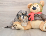 5 week old Mini Pomskydoodle Puppy For Sale - Lone Star Pups