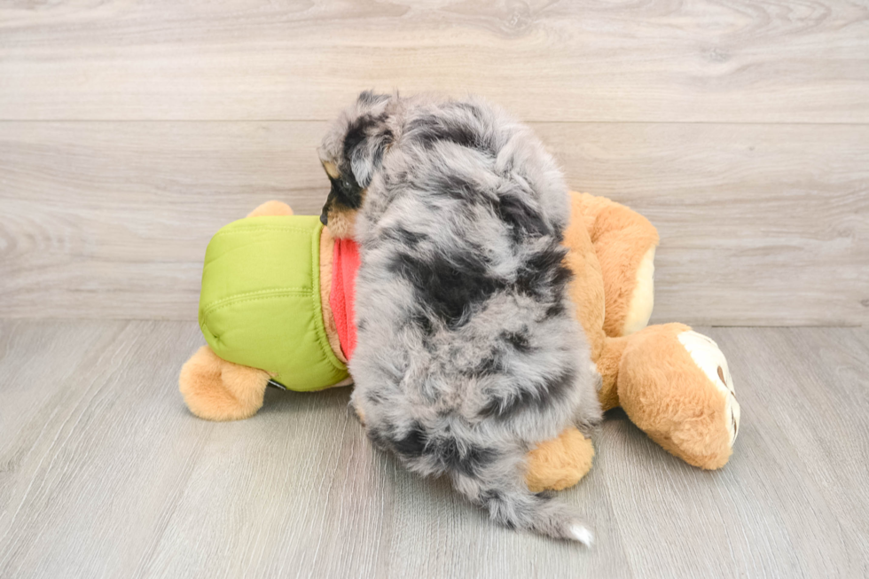 Best Mini Pomskydoodle Baby