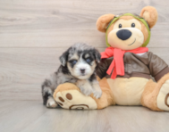 5 week old Mini Pomskydoodle Puppy For Sale - Lone Star Pups