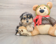 5 week old Mini Pomskydoodle Puppy For Sale - Lone Star Pups