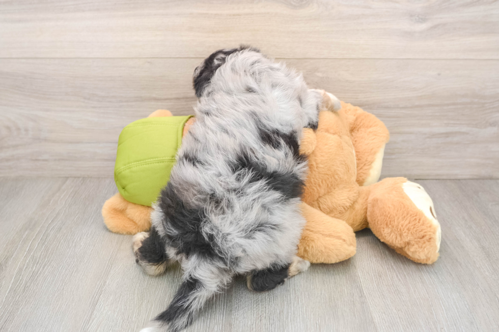 Mini Pomskydoodle Puppy for Adoption