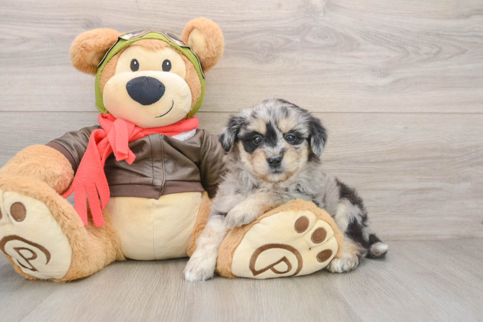 Sweet Mini Pomskydoodle Baby