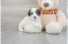 Smart Mini Portidoodle Poodle Mix Pup