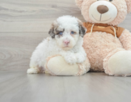 8 week old Mini Portidoodle Puppy For Sale - Lone Star Pups