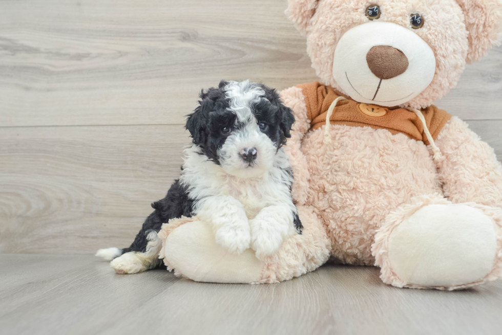 Mini Portidoodle Pup Being Cute