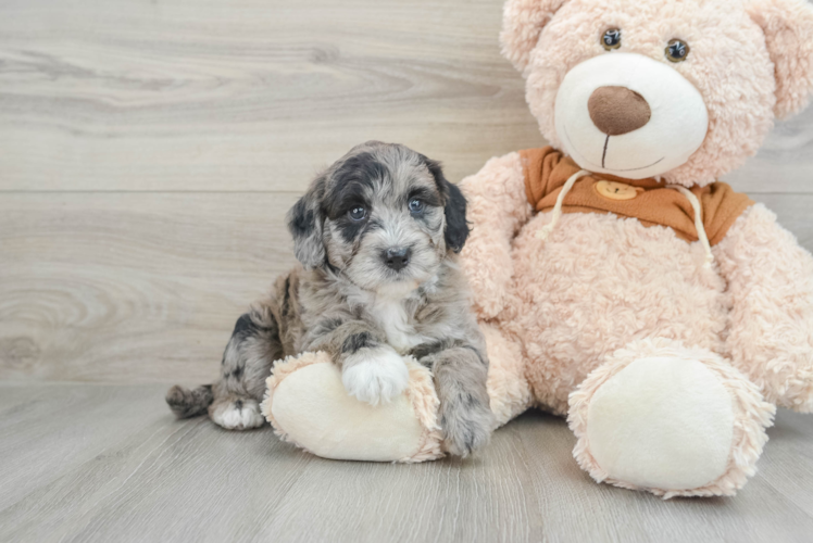 Fluffy Mini Portidoodle Poodle Mix Pup