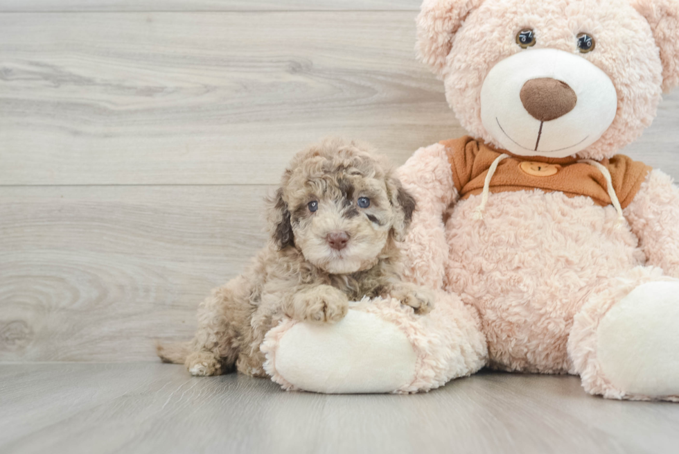 Adorable Portidoo Poodle Mix Puppy