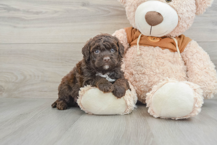 Energetic Portidoo Poodle Mix Puppy