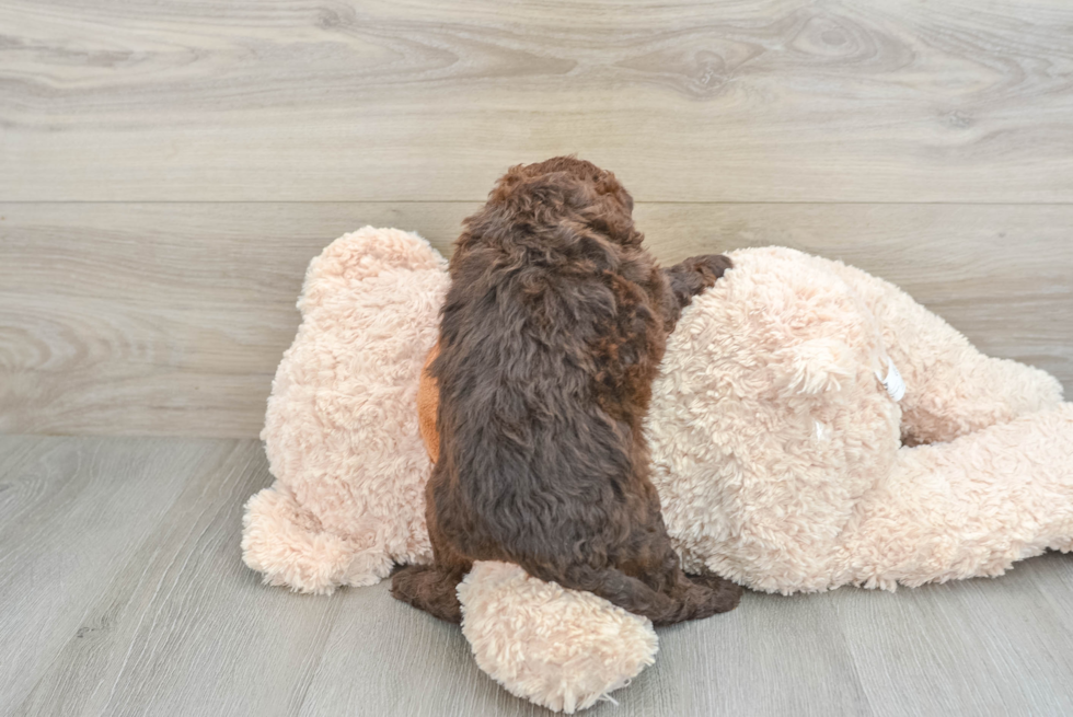 Fluffy Mini Portidoodle Poodle Mix Pup