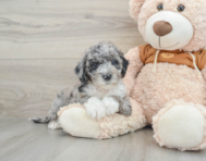 6 week old Mini Portidoodle Puppy For Sale - Lone Star Pups
