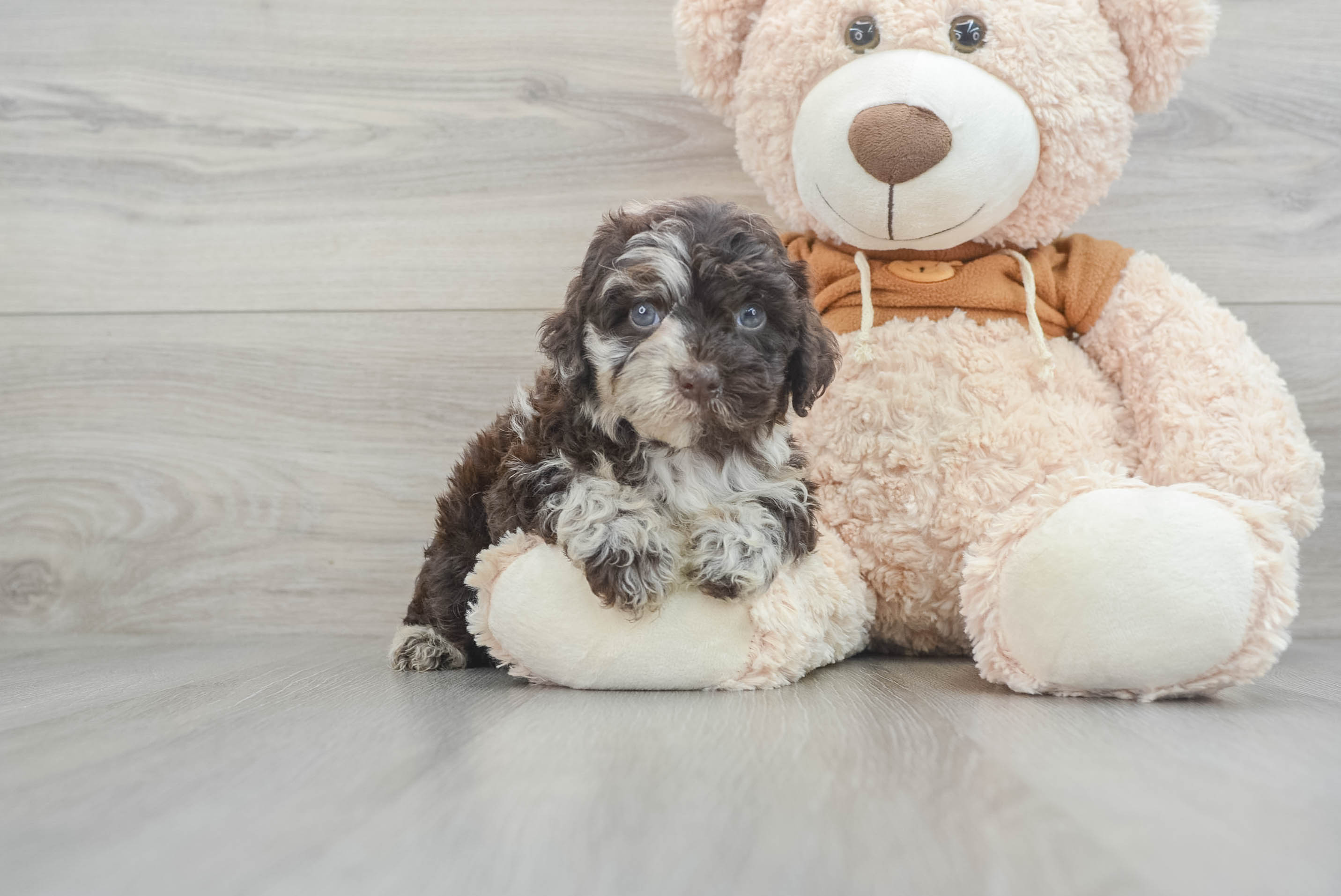Mini Portidoodle Puppy for Adoption