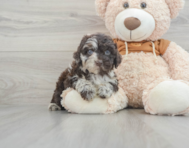 6 week old Mini Portidoodle Puppy For Sale - Lone Star Pups