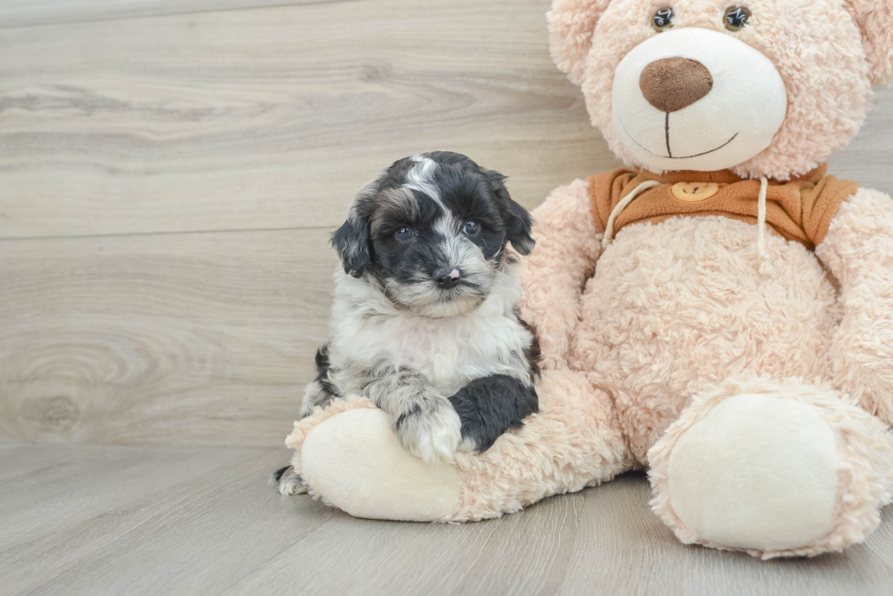 Petite Mini Portidoodle Poodle Mix Pup