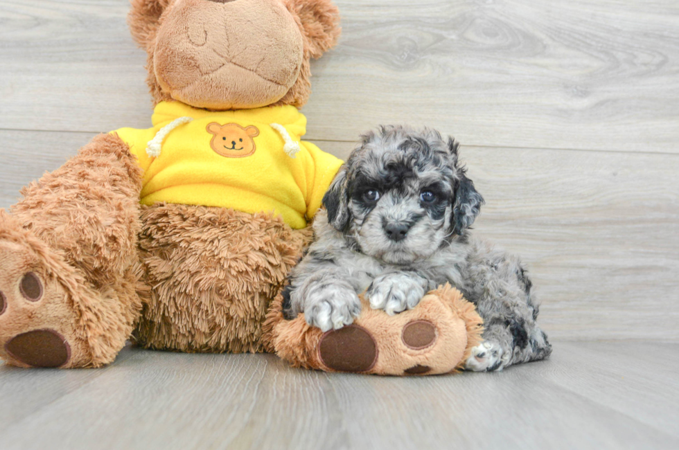 5 week old Mini Portidoodle Puppy For Sale - Lone Star Pups