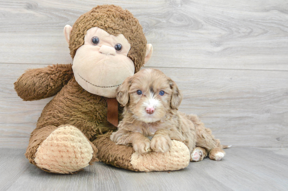 7 week old Mini Portidoodle Puppy For Sale - Lone Star Pups