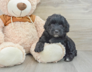 5 week old Mini Portidoodle Puppy For Sale - Lone Star Pups