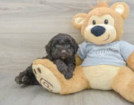 5 week old Mini Portidoodle Puppy For Sale - Lone Star Pups