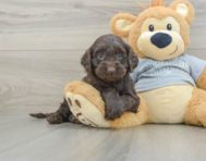 5 week old Mini Portidoodle Puppy For Sale - Lone Star Pups