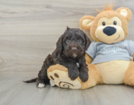 5 week old Mini Portidoodle Puppy For Sale - Lone Star Pups