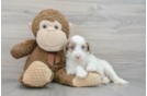 Best Mini Portidoodle Baby