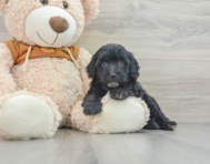 5 week old Mini Portidoodle Puppy For Sale - Lone Star Pups