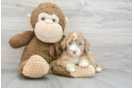 Mini Portidoodle Pup Being Cute