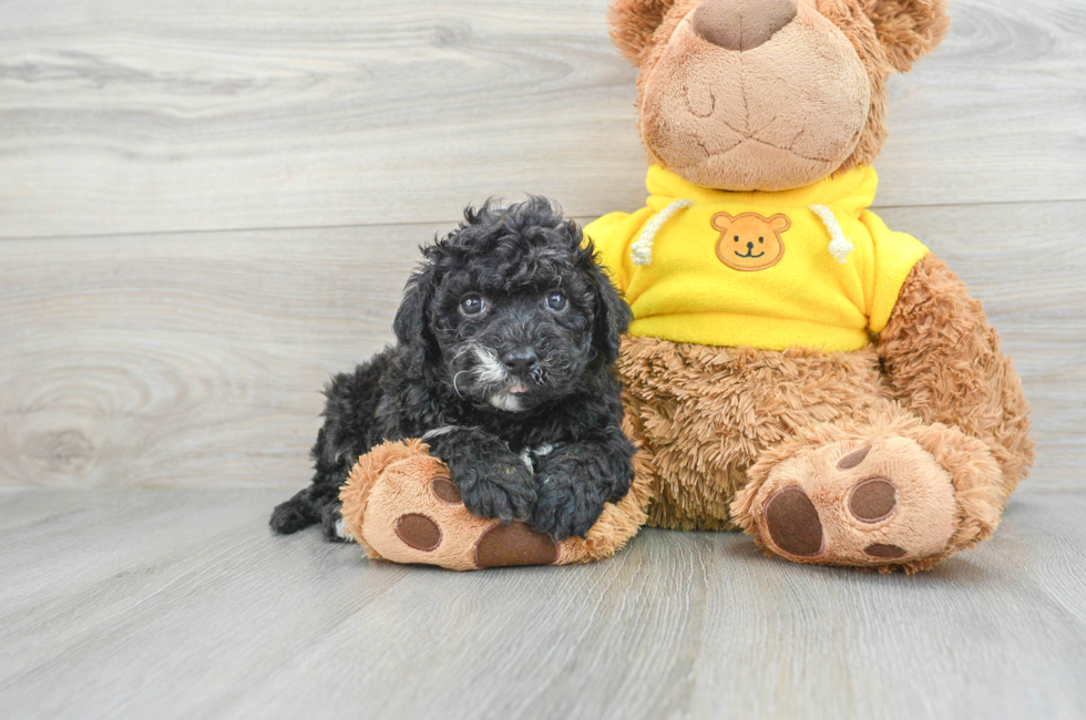 5 week old Mini Portidoodle Puppy For Sale - Lone Star Pups