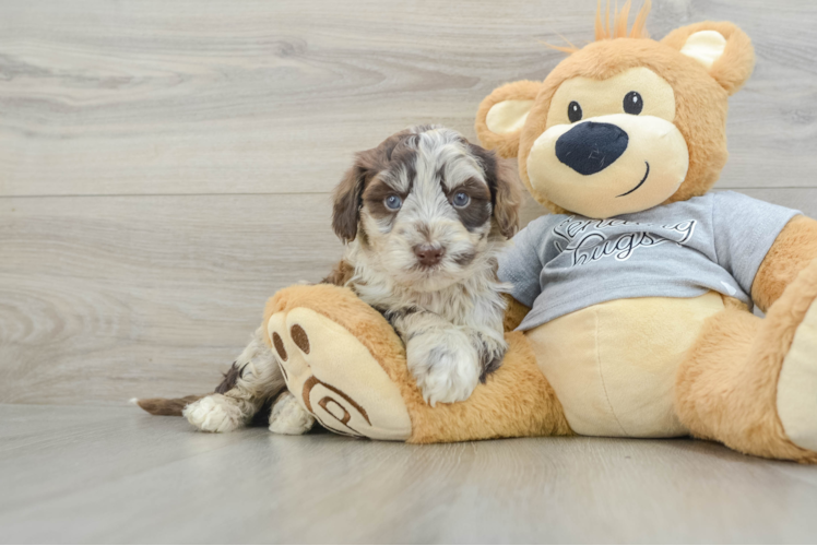 Mini Portidoodle Pup Being Cute