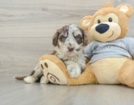 5 week old Mini Portidoodle Puppy For Sale - Lone Star Pups