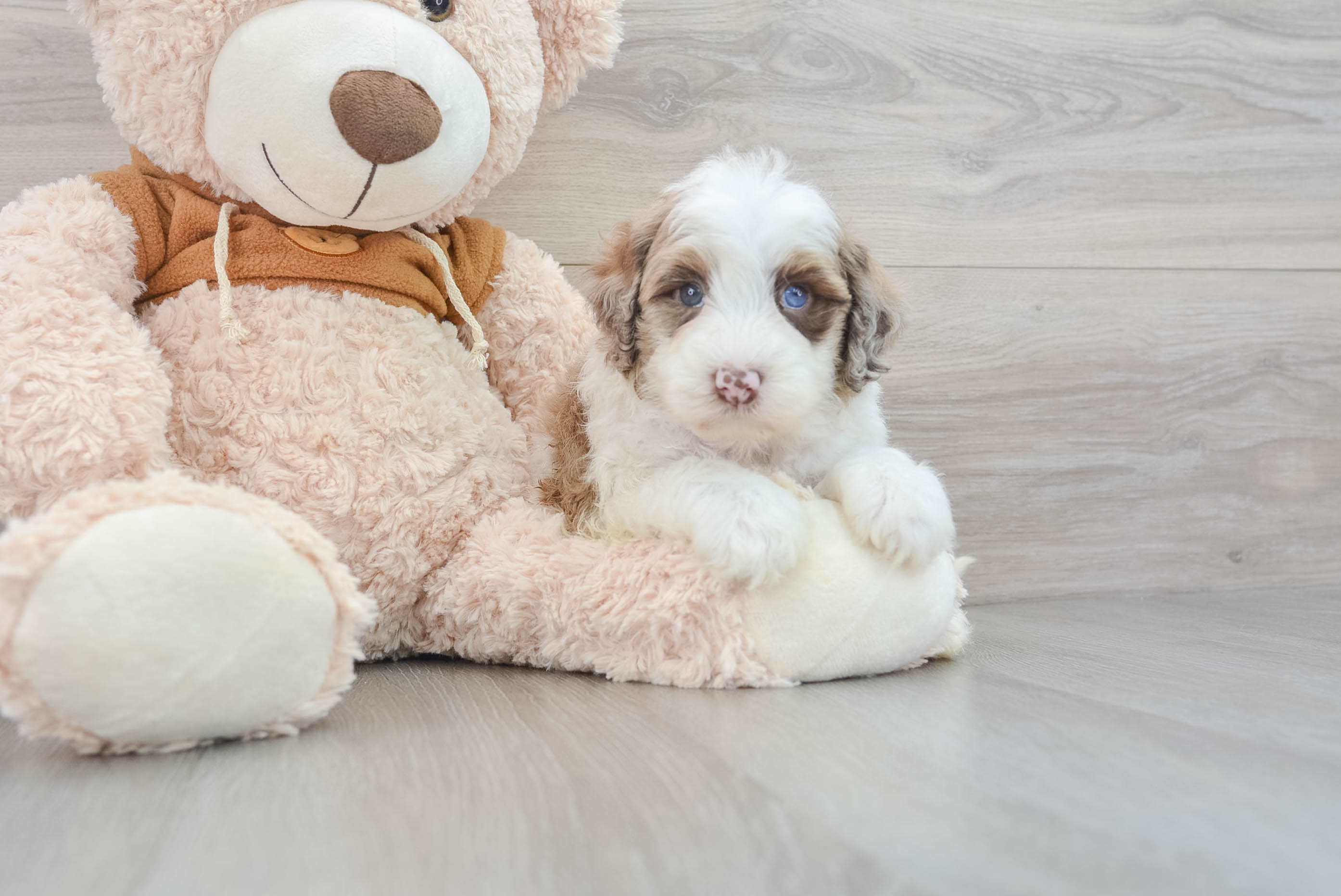 Cute Mini Portidoodle Morocco: 9lb 13oz Doodle Puppy