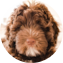 Mini Portidoodle Puppy For Sale - Lone Star Pups