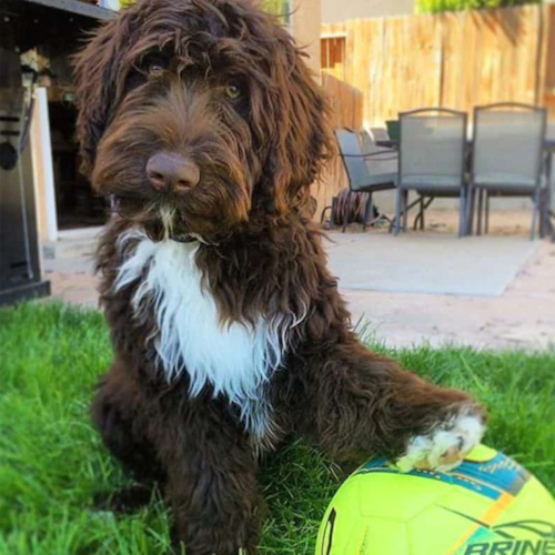 Mini Portidoodle Puppy For Sale - Lone Star Pups