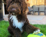 Mini Portidoodle Puppies For Sale Lone Star Pups