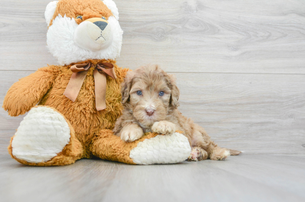 5 week old Mini Portidoodle Puppy For Sale - Lone Star Pups