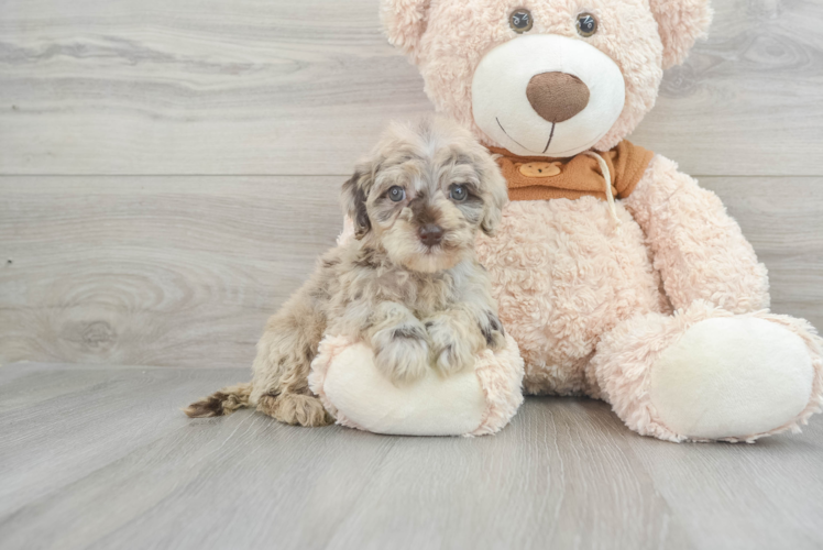 Happy Mini Portidoodle Baby