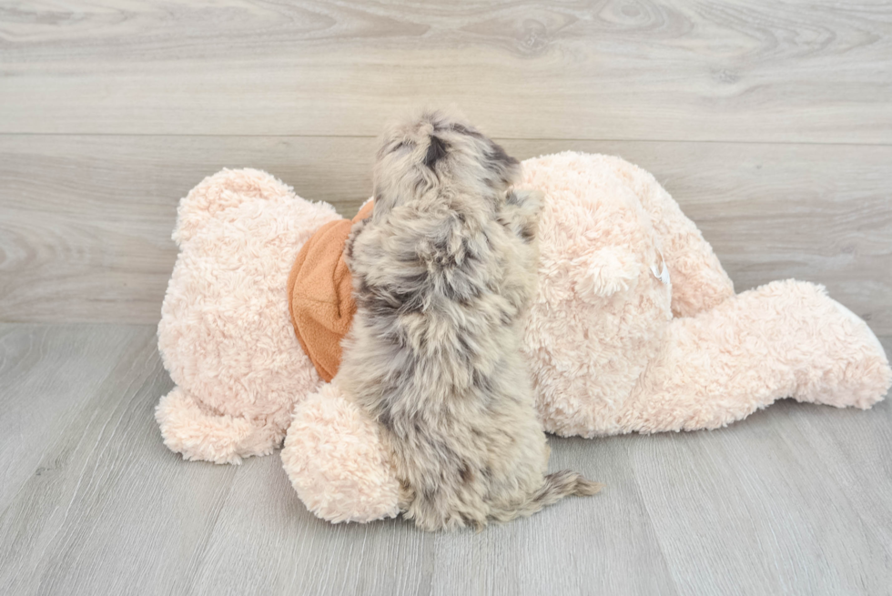 Mini Portidoodle Pup Being Cute