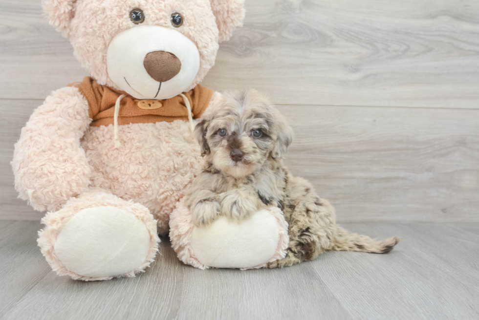 Hypoallergenic Portuguese Water Dog Poodle Mix Puppy