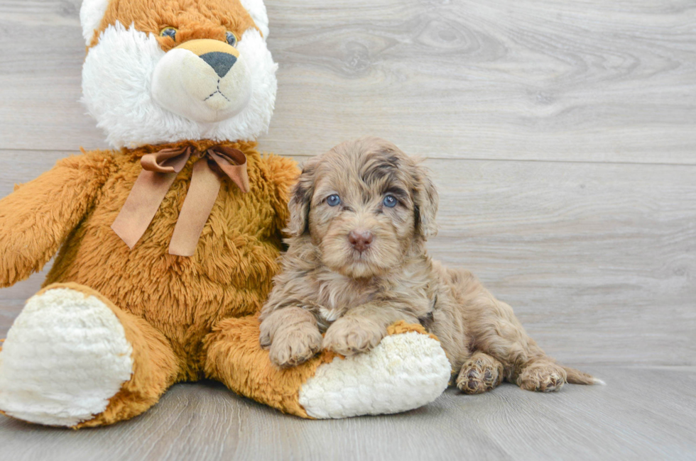 5 week old Mini Portidoodle Puppy For Sale - Lone Star Pups