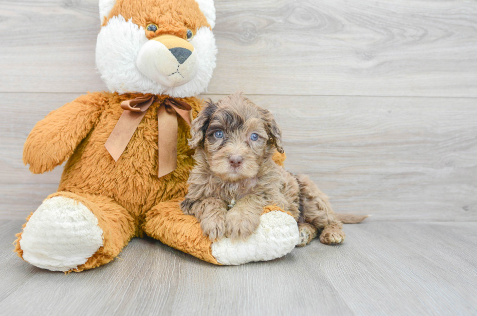 5 week old Mini Portidoodle Puppy For Sale - Lone Star Pups