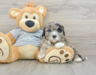 7 week old Mini Portidoodle Puppy For Sale - Lone Star Pups