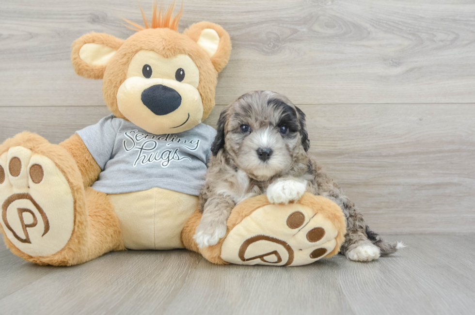 7 week old Mini Portidoodle Puppy For Sale - Lone Star Pups