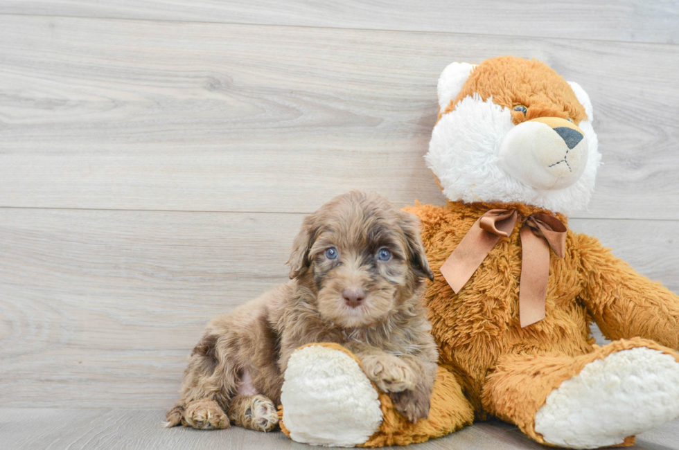 5 week old Mini Portidoodle Puppy For Sale - Lone Star Pups