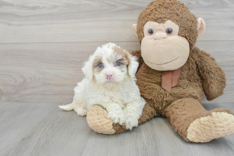 Meet Sasha - our Mini Portidoodle Puppy Photo 1/3 - Lone Star Pups