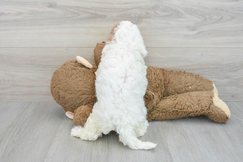 Meet Sasha - our Mini Portidoodle Puppy Photo 2/3 - Lone Star Pups