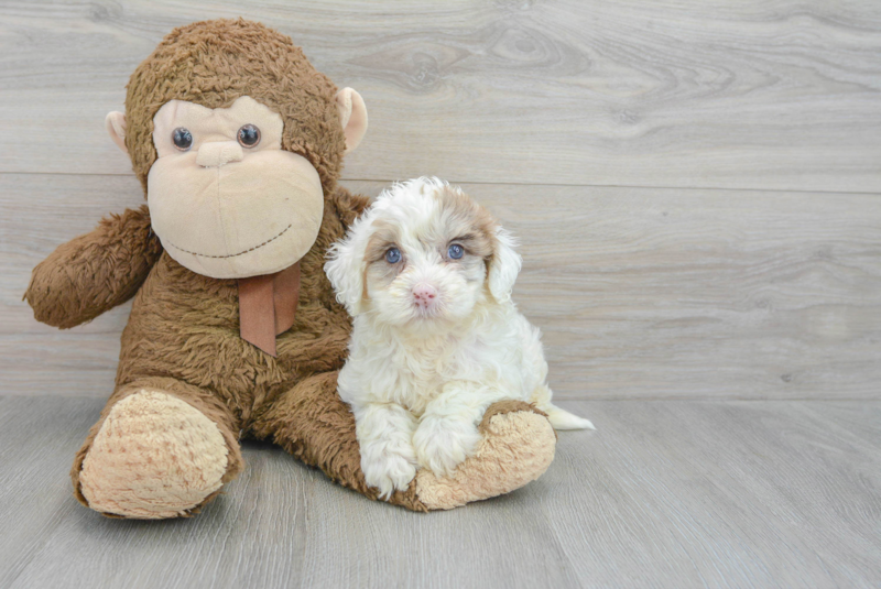Meet Sasha - our Mini Portidoodle Puppy Photo 3/3 - Lone Star Pups