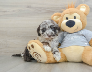 5 week old Mini Portidoodle Puppy For Sale - Lone Star Pups