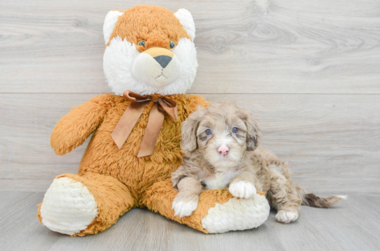 Mini Portidoodle Puppy for Adoption